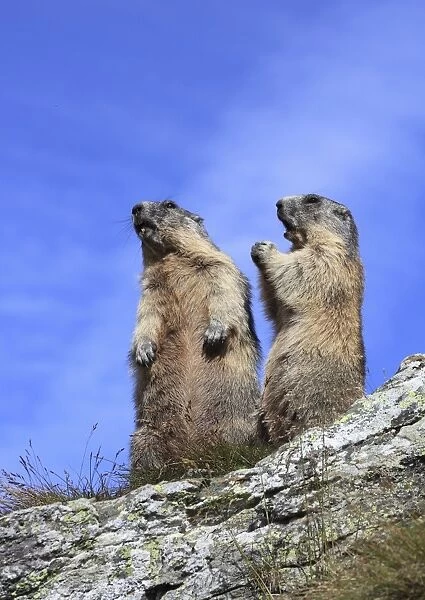 Alpine Marmot - two together on hind legs - Europe
