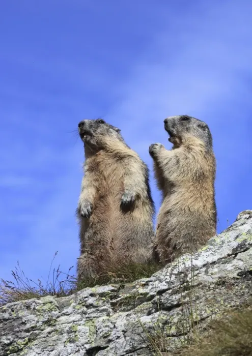 Framed Print : Alpine Marmot - two together on hind legs - Europe Framed Print : Alpine Marmot - two together on hind legs - Europe