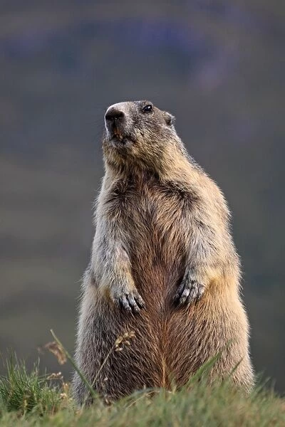 Alpine Marmot - on hind legs - Europe