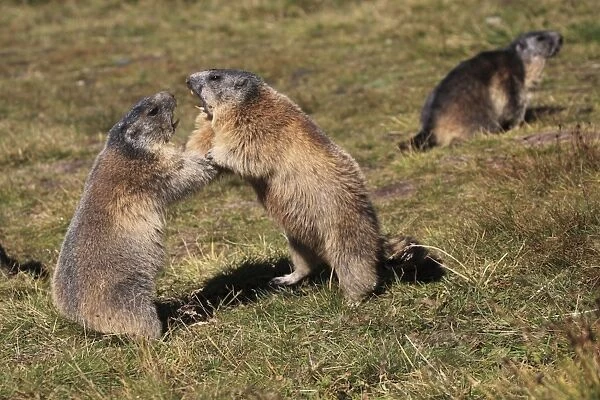 Alpine Marmot - pair fighting - Europe