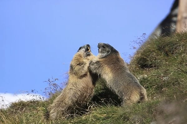 Alpine Marmot - pair fighting - Europe