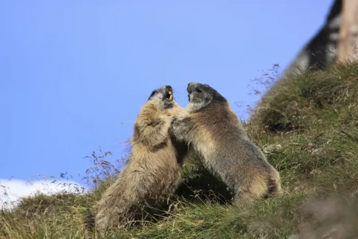 Framed Print : Alpine Marmot - pair fighting - Europe Framed Print : Alpine Marmot - pair fighting - Europe