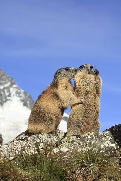 Alpine Marmot - pair on hind legs together - Europe