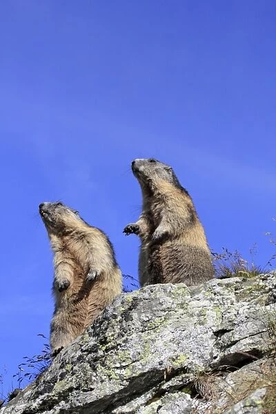 Alpine Marmot - pair on hind legs - Europe
