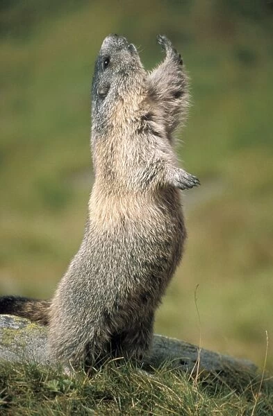 Alpine Marmot - stretching