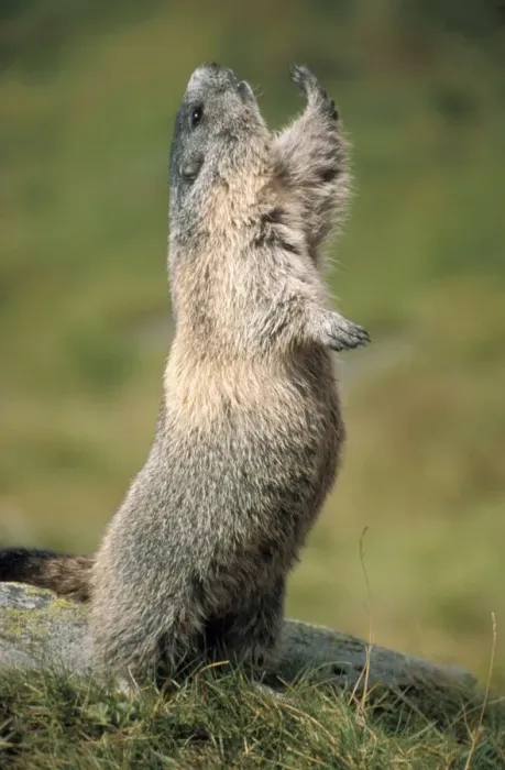 Framed Print : Alpine Marmot - stretching Framed Print : Alpine Marmot - stretching