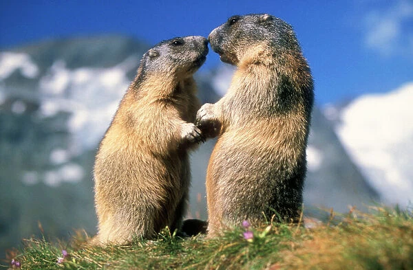 Alpine MARMOTS - X2 facing each other