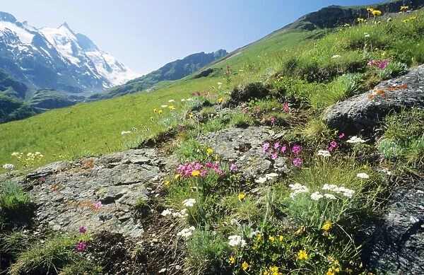 Alpine Meadow Flowers Gross Glockner Mountain range. Hohe Tauern National Park, Austria