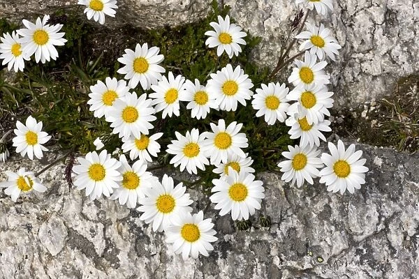 Alpine Moon Daisy - at high altitude in the Swiss Alps