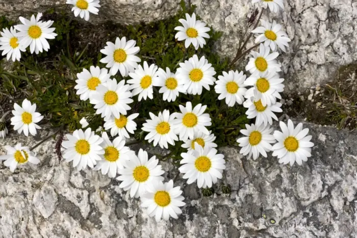 Framed Print : Alpine Moon Daisy - at high altitude in the Swiss Alps Framed Print : Alpine Moon Daisy - at high altitude in the Swiss Alps