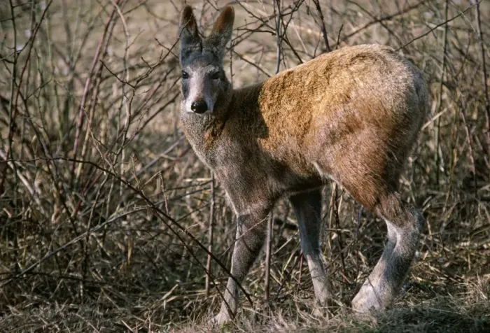 Framed Print : Alpine Musk Deer - male in captivity - Kashmir Framed Print : Alpine Musk Deer - male in captivity - Kashmir