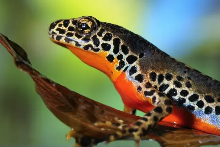 Framed Print : Alpine Newt - male - Switzerland Framed Print : Alpine Newt - male - Switzerland