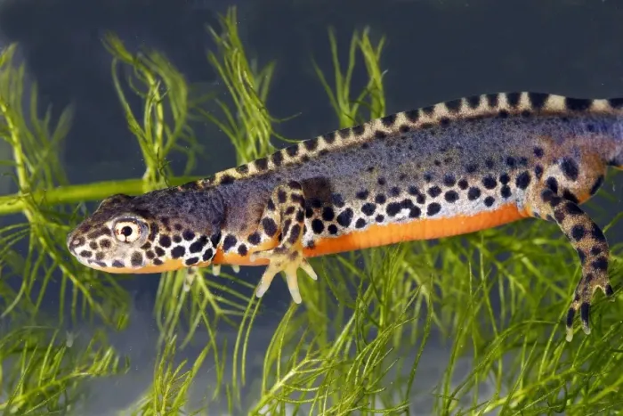 Framed Print : Alpine Newt - underwater Framed Print : Alpine Newt - underwater