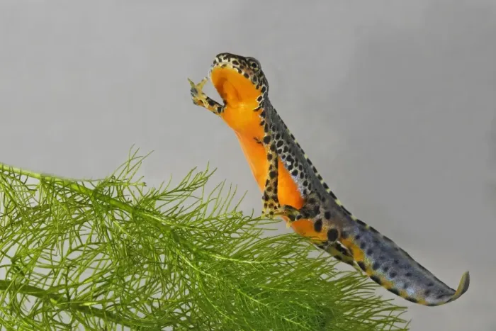 Framed Print : Alpine Newt - underwater Framed Print : Alpine Newt - underwater