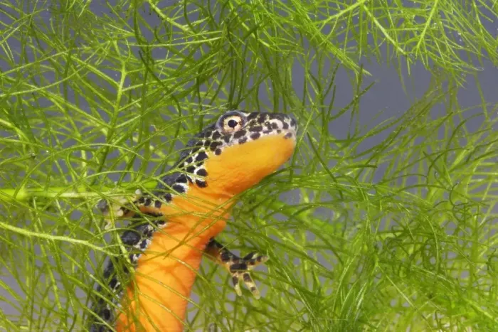 Framed Print : Alpine Newt - underwater Framed Print : Alpine Newt - underwater