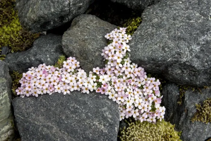 Framed Print : Alpine Rock-Jasmine - cushion alpine at high altitude in Swiss Alps Framed Print : Alpine Rock-Jasmine - cushion alpine at high altitude in Swiss Alps