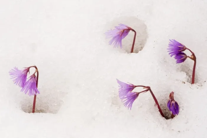 Framed Print : Alpine Snowbell - in snow - Dolomites, Italy Framed Print : Alpine Snowbell - in snow - Dolomites, Italy