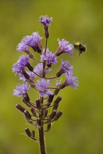 Alpine sow-thistle (Cicerbita alpina); very rare in UK (Scotland) - with visiting bumble bee