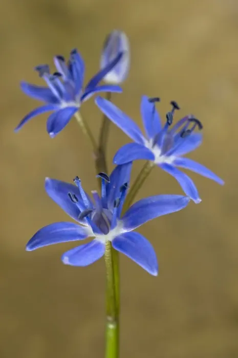 Framed Print : Alpine Squill - portrait - Tuscany - Italy Framed Print : Alpine Squill - portrait - Tuscany - Italy