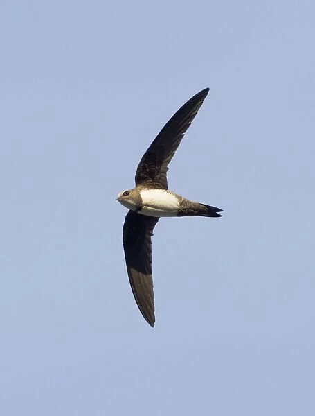 Alpine Swift - in flight - Southern Turkey - May