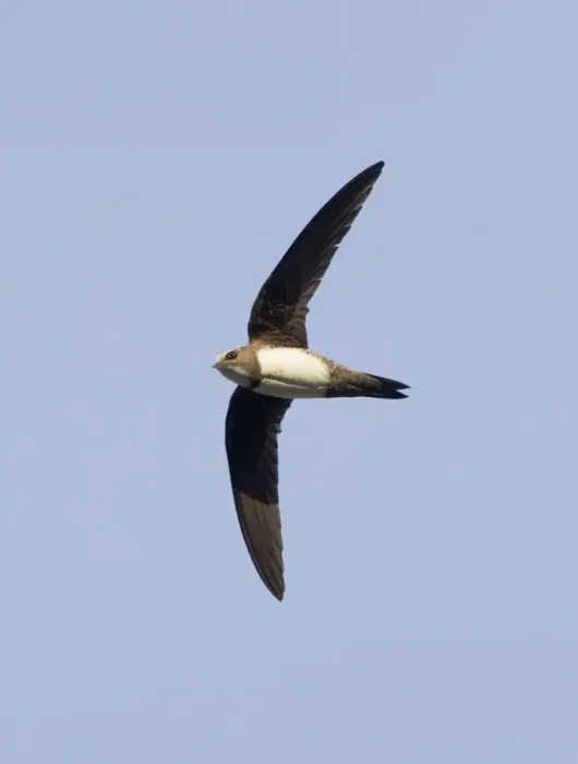 Framed Print : Alpine Swift - in flight - Southern Turkey - May Framed Print : Alpine Swift - in flight - Southern Turkey - May