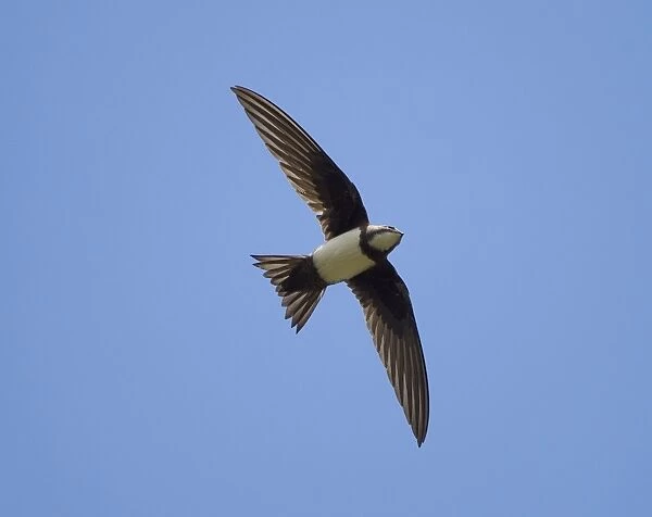 Alpine Swift - in flight with wings and tail spread - Southern Turkey - May