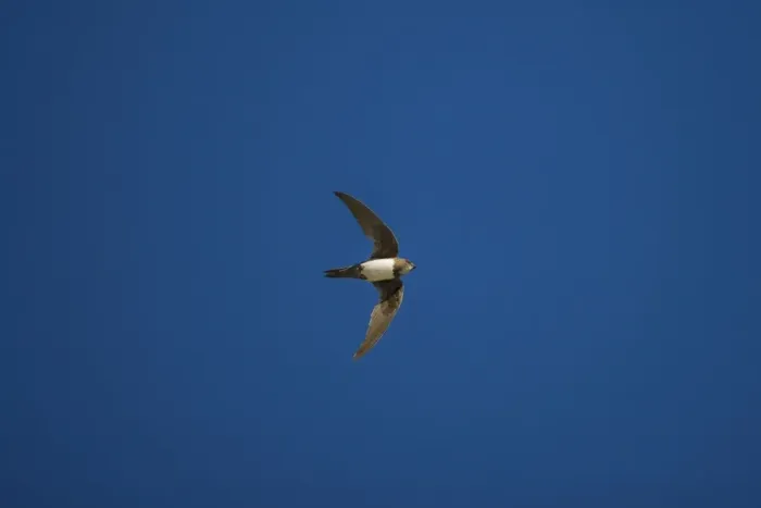 Framed Print : Alpine Swift Ronda Spain June Framed Print : Alpine Swift Ronda Spain June