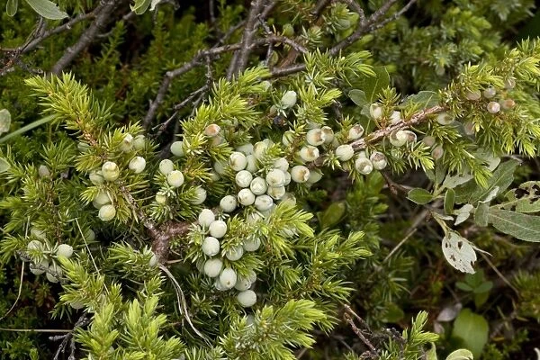 Alpine version of common juniper (Juniperus communis ssp. alpina), with berries. Norway