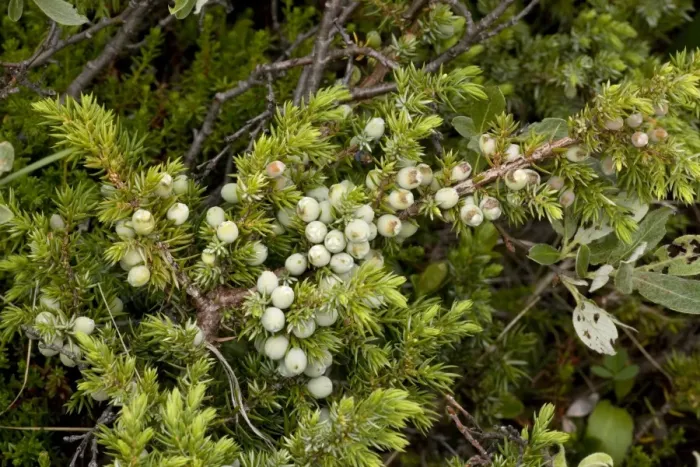 Framed Print : Alpine version of common juniper (Juniperus communis ssp. alpina), with berries. Norway Framed Print : Alpine version of common juniper (Juniperus communis ssp. alpina), with berries. Norway