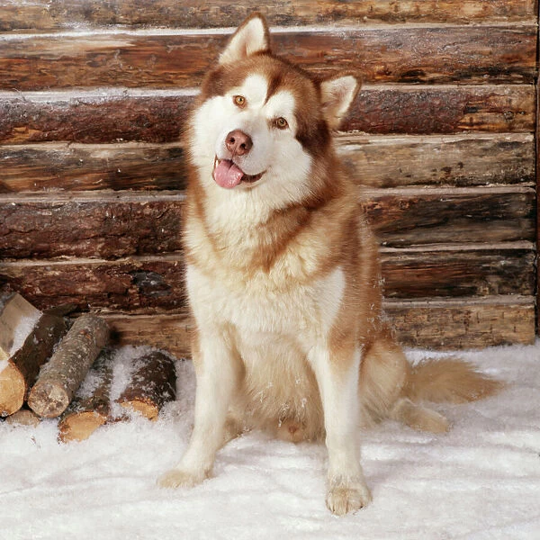 Alsakan Malamuta Dog Outside log cabin