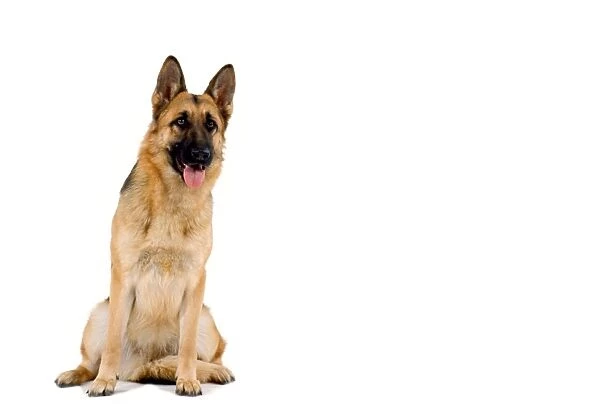 Alsatian  /  German Shepherd Dog