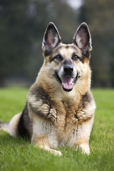 Alsation also German Shepherd dog