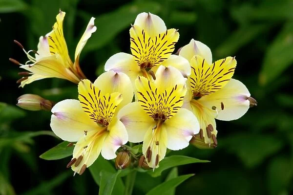 Alstroemeria 'Yellow Friendship' - Kent garden, UK. June. This plant is an herbaceous perennial and native to S. America