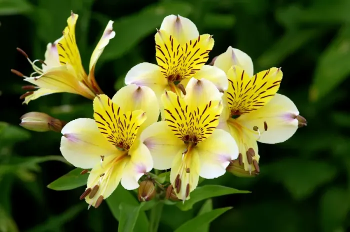 Framed Print : Alstroemeria Yellow Friendship - Kent garden, UK. June. This plant is an herbaceous perennial and native to S. America Framed Print : Alstroemeria Yellow Friendship - Kent garden, UK. June. This plant is an herbaceous perennial and native to S. America