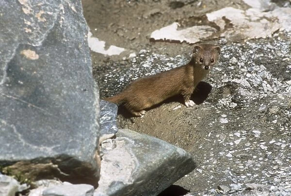 Altai  /  Mountain  /  Pale Weasel - Ladakh India
