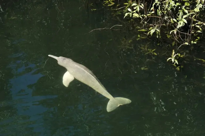 Framed Print : Amazon / Boto / Pink River Dolphin - swimming at surface Framed Print : Amazon / Boto / Pink River Dolphin - swimming at surface