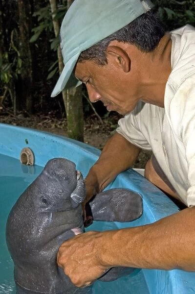 Amazonian Manatee - being examined by INPA staff member