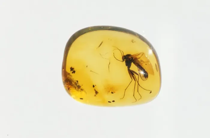 Framed Print : Amber Insect trapped inside, Baltic Region, 45 million years old Framed Print : Amber Insect trapped inside, Baltic Region, 45 million years old