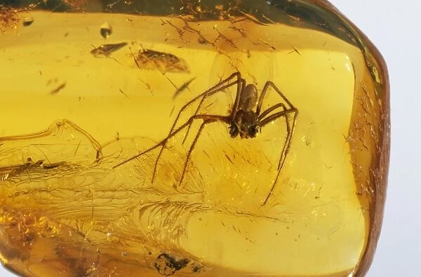 Amber Spider trapped inside, Baltic region, 45 million years old