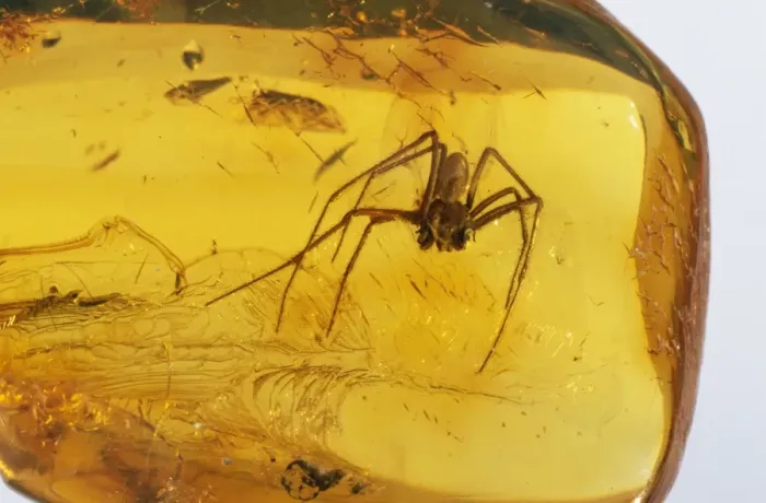 Framed Print : Amber Spider trapped inside, Baltic region, 45 million years old Framed Print : Amber Spider trapped inside, Baltic region, 45 million years old