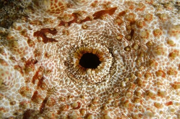 Amberfish Sea Cucumber anus on nght dive TK1 dive