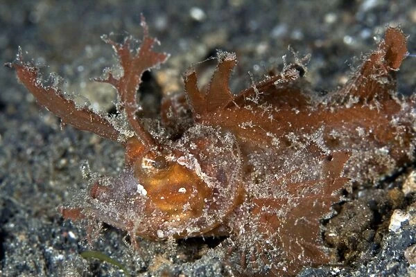 Ambon Scorpionfish - Indonesia
