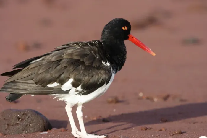 Framed Print : America Oystercatcher. Rabida island. Galapagos islands Framed Print : America Oystercatcher. Rabida island. Galapagos islands