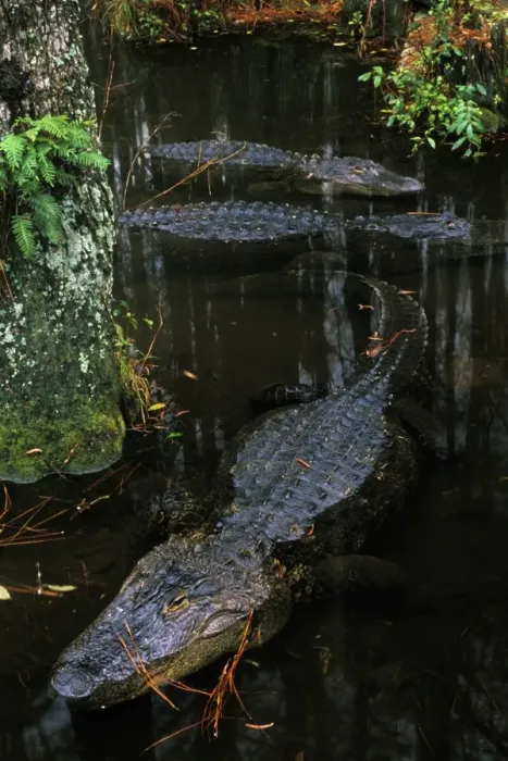 Framed Print : American Alligator C215 Framed Print : American Alligator C215
