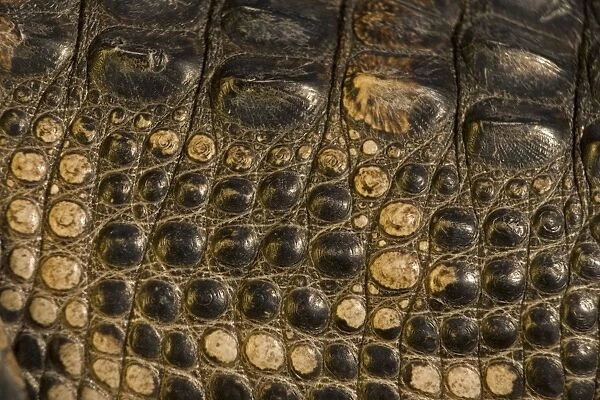 American Alligator - Close-up of skin - Louisiana - Native to southeastern United States - Most abundant in the coastal marshes of Louisiana - Has been known to reach lengths of nearly 20 feet but such individuals are extremely rare today - No