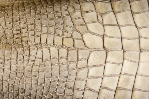 American Alligator - Closeup of skin - Native to southeastern United States - Most abundant in the coastal marshes of Louisiana