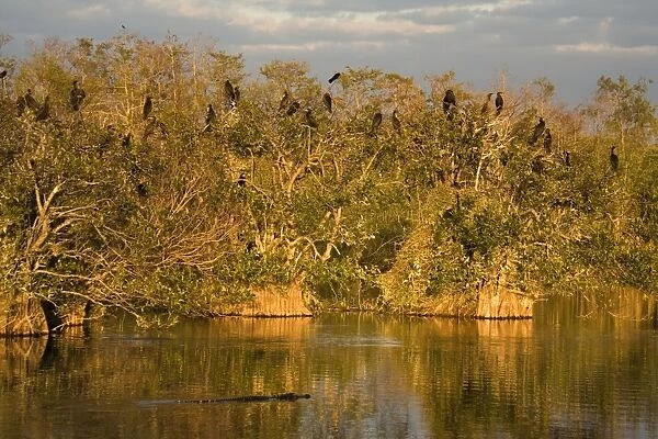 American Alligator cruising in front of breeding colony of double-crested cormorants in mangroves. Anhinga trail, Everglades, USA