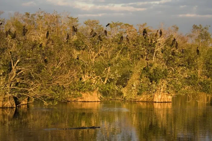 Framed Print : American Alligator cruising in front of breeding colony of double-crested cormorants in mangroves. Anhinga trail, Everglades, USA Framed Print : American Alligator cruising in front of breeding colony of double-crested cormorants in mangroves. Anhinga trail, Everglades, USA