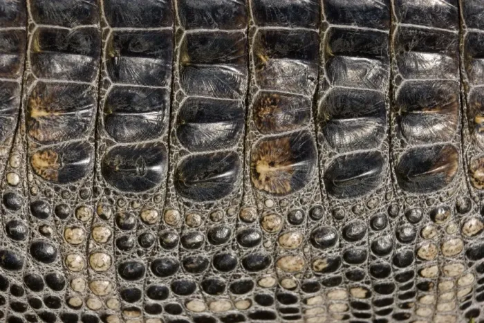 Framed Print : American Alligator - Dorsal closeup, Louisiana, USA - Native to southeastern United States - Most abundant in the coastal marshes of Louisiana - Has been known to reach lengths of nearly 20 feet but such individuals are extremely rare today - No Framed Print : American Alligator - Dorsal closeup, Louisiana, USA - Native to southeastern United States - Most abundant in the coastal marshes of Louisiana - Has been known to reach lengths of nearly 20 feet but such individuals are extremely rare today - No