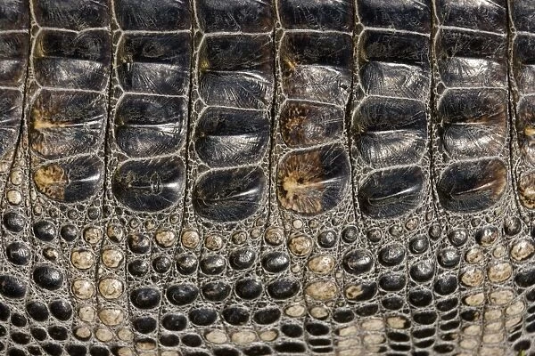 American Alligator - Dorsal closeup, Louisiana, USA - Native to southeastern United States - Most abundant in the coastal marshes of Louisiana - Has been known to reach lengths of nearly 20 feet but such individuals are extremely rare today - No